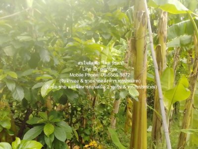 DSL-1009.2 ให้เช่า ที่ดิน ขายที่ดินเกษตรกรรมผืนใหญ่ 3-0-27.3 ไร่ ถนนพิบูลสงคราม นนทบุรี ใกล้กับ ห่างสถานี MRT แยกติวานนท์ ประมาณ 1.8 กม. 3 - รูปที่ 4