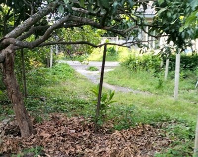 ขายที่เปล่า 100ตรว. 1.2ลบ. ฟรีโอน ใกล้ถนนซุปเปอร์-ทางรถไฟ แยกป่าแดด ต.ยางเนิ้ง อ.สารภี เชียงใหม่ - รูปที่ 4