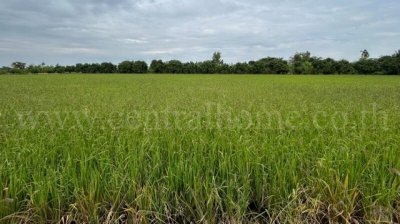 ขายด่วน ที่ดิน 9-3-99.5 ไร่ ดอนโพธิ์ - สุพรรณบุรี มีผู้เช่า ทำเลดี - รูปที่ 6