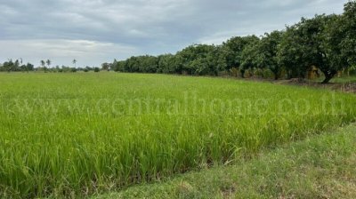ขายด่วน ที่ดิน 9-3-99.5 ไร่ ดอนโพธิ์ - สุพรรณบุรี มีผู้เช่า ทำเลดี - รูปที่ 5