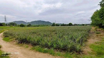 ขายที่ดินหนองอิรุณบ้านบึงชลบุรี ขายที่ดิน 15 ไร่ อยู่ใกล้นิคมAsiaClean พื้นที่สีเหลือง - รูปที่ 2