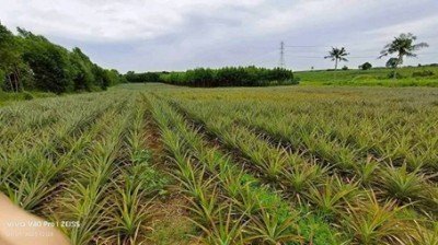 ขายที่ดินหนองอิรุณบ้านบึงชลบุรี ขายที่ดิน 15 ไร่ อยู่ใกล้นิคมAsiaClean พื้นที่สีเหลือง - รูปที่ 6