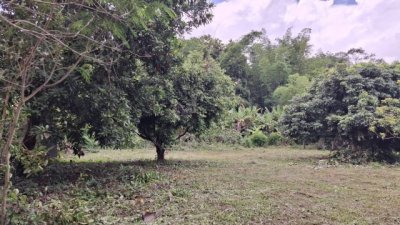 2388 ขาย ที่ดิน ที่ดินสันทราย เชียงราย    ชั้นที่ 1 - รูปที่ 3