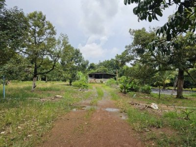 สวนพร้อมผลผลิต ทำเลดี ต.วังกระแจะ อ.เมืองตราด จ.ตราด - รูปที่ 8